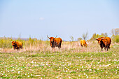 Highland cattle grazing on island Tiengemeten, The Netherlands, Europe.