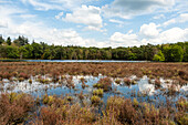  Naturlandschaft des Mastbos, einem kleinen Wald am Rande von Breda, Niederlande. 