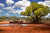 Elefantenherde am Wasserloch im Tsavo Nationalpark, Kenia, Afrika