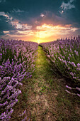  Lavender field, Lavender Kőröshegyi lavender farm, Balaton, Hungary, Europe 