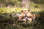  Lion cubs, Taita Hills Wildlife Sanctuary, Tsavo East, Kenya, Africa 