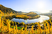  Vineyards, Moselle loops in autumn. Bremm. Rhineland-Palatinate, Germany, Europe 