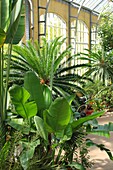  Greenhouse in the Hortus Botanicus Amsterdam, Netherlands 