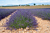 Lavendelfeld auf dem Hochplateau bei Valensole, Alpes-de-Haute-Provence, Frankreich