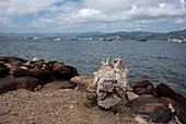 Segelboote, Yachten, Strandgut aus Holz, Saint Tropez, Provence-Alpes-Côte d’Azur, Frankreich