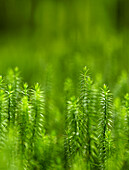  Forest in the forest, sprouting clubmoss in a spruce forest, Bavaria, Germany 