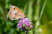 Schmetterling, Großes Ochsenauge an einer Kratzdistel, Bayern, Deutschland