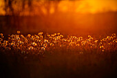 Wiese im Sommer bei Sonnenuntergang