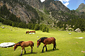 Pferde weiden im Nationalpark Aigüestortes i Estany de Sant Maurici, Katalonien, Spanien, Europa