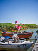 Fischerboote am Saaler Bodden, Hafen Althagen, Ahrenshoop, Ostsee, Fischland, Darß, Zingst, Mecklenburg-Vorpommern, Deutschland, Europa