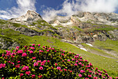 Blühende Azalee beim Talkessel Cirque de Troumouse im Nationalpark Pyrenäen bei Gavarnie-Gèdre, Frankreich, Europa