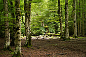 Wald im Nationalpark Ordesa y Monte Perdido, Spanien, Europa