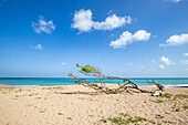 Pointe Allègre, Schöner Sandstrand in Plessis Nogent, Sainte Rose, Guadeloupe, Französische Antillen, Frankreich, Europa