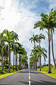  l&#39;Allée Dumanoir, Palm Avenue, Capesterre-Belle-Eau, Guadelupe French Antilles, France, Europe 