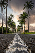 l’Allée Dumanoir, Palmen Allee, Capesterre-Belle-Eau, Guadeloupe Französische Antillen, Frankreich, Europa