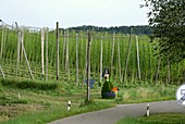 Hopfenanbau in der Holledau (Hallertau) bei Au, Landkreis Freising, Oberbayern, Bayern, Deutschland