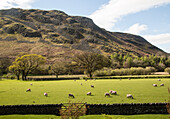 Lakeland scenery, Hallin Fell, Howtown, Ullswater, Lake District national park, Cumbria, England, UK