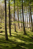 Woodland landscape tree trunks on the banks of Lake Buttermere, Cumbria, England, UK