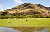 Landscape view of High Snockrigg Fell hill and flooded field, Buttermere, Cumbria, England, UK