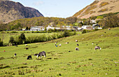  Felder rund um das Dorf Buttermere, Lake District Nationalpark, Cumbria, England, Großbritannien 