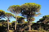 Stone pine trees, Pinus pinea, Parque Natural de Acantilado, Parque Natural de La Brena, Barbate, Cadiz province, Spain