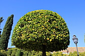  Orangenbaum in den Gärten des Alcázar de los Reyes Cristianos, Alcazar, Cordoba, Spanien 