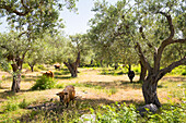 Olive grove at Qeparo, Ionian Coast, Albania, Southeastern Europe