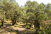  Olivenhain bei Qeparo, Ionische Küste, Albanien, Südosteuropa 