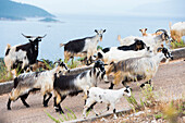  Ziegenherde auf den Höhen der Ionischen Küste bei Saranda, Albanien, Südosteuropa 