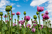  Opium poppy (Papaver somniferum), opium poppy field, Erlenbach, near Heilbronn, Baden-Württemberg, Germany 