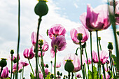 Schlafmohn (Papaver somniferum), Schlafmohnfeld, Erlenbach, bei Heilbronn, Baden-Württemberg, Deutschland