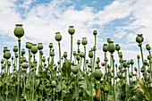 Schlafmohn (Papaver somniferum), Schlafmohnfeld, Erlenbach, bei Heilbronn, Baden-Württemberg, Deutschland