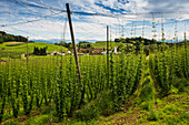  Hop garden, hop cultivation, hop plantation, Neukirch, near Tettnang, Upper Swabia, Lake Constance, Baden-Württemberg, Germany 