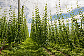  Hop garden, hop cultivation, hop plantation, Neukirch, near Tettnang, Upper Swabia, Lake Constance, Baden-Württemberg, Germany 