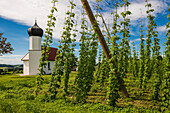  Chapel and hop gardens, hop cultivation, hop plantation, Chapel of St. George, St. George&#39;s Chapel, Dietmannsweiler, near Tettnang, Upper Swabia, Lake Constance, Baden-Württemberg, Germany 