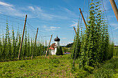  Chapel and hop gardens, hop cultivation, hop plantation, Chapel of St. George, St. George&#39;s Chapel, Dietmannsweiler, near Tettnang, Upper Swabia, Lake Constance, Baden-Württemberg, Germany 