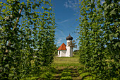  Chapel and hop gardens, hop cultivation, hop plantation, Chapel of St. George, St. George&#39;s Chapel, Dietmannsweiler, near Tettnang, Upper Swabia, Lake Constance, Baden-Württemberg, Germany 