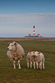 Leuchtturm Westerhever, mit Hausschafen, Westerheversand, Eiderstedt, Nordfriesland, Schleswig-Holstein, Deutschland