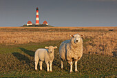  Westerhever lighthouse, domestic sheep with lamb, Ovis ammon aries, Eiderstedt peninsula, North Frisia, Schleswig-Holstein, Germany 