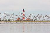  Oystercatcher, Haematopus ostralegus, in front of the Westerhever lighthouse, Wadden Sea National Park, North Frisia, Schleswig-Holstein, Germany 