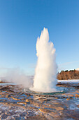  Strokkur Geysir (Butter Churn Geysir) in the Haukadalur hot spring valley erupting, winter, Iceland 