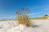 Strand bei Sandhammaren an der Ostsee, Skane, Schweden