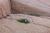 Strand-Grasnelne, Armeria maritima, im Granitfelsen, Ramsvik, Bohuslän, Schweden