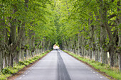 Silber-Linde, Tilia tomentosa, Allee, Provinz Schonen, Schweden