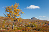 Blick vom Nipfjället zum Berg Staedjan, Herbst, Dalarna, Schweden