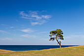  Pine, lonely tree, Havaeng, Skåne, Sweden 