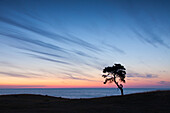 Kiefer, Waldkiefer, Pinus sylvestris, einsamer Baum, Sommer,  Haväng, Skåne, Schweden