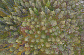  Lonely path in the forest, autumn, Dalarna, Sweden 