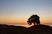 Stieleiche, Quercus robur, einsamer Baum bei Sonnenaufgang, Sommer, Provinz Schonen, Schweden