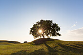 Stieleiche, Quercus robur, einsamer Baum bei Sonnenaufgang, Sommer, Provinz Schonen, Schweden